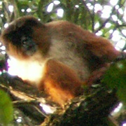 Preuss&#39;s Red Colobus