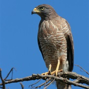 Roadside Hawk