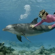 Swim With Dolphins