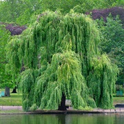 Babylon Willow (Salix Babylonica)