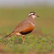 Eurasian Dotterel