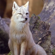 Corsac Fox