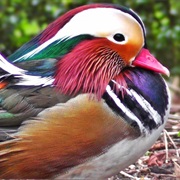 Mandarin Duck