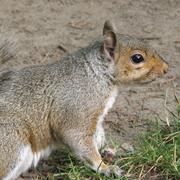 Gray Squirrel