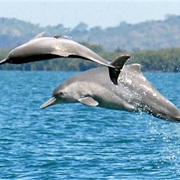 Atlantic Humpback Dolphin