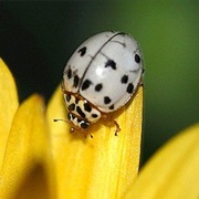 Ladybug