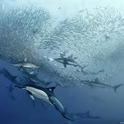 Sardine Run