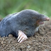 European Mole