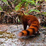 Ring-Tailed Mongoose