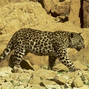 Arabian Leopard