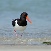 Eurasian Oystercatcher