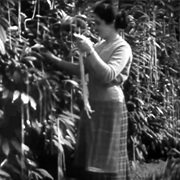 The Swiss Spaghetti Harvest