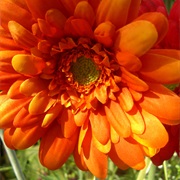 Gerbera Daisy