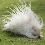 Porcupine