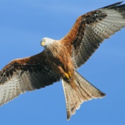 Red Kite