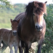 Langeland Wild Horses