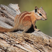 Hopi Chipmunk