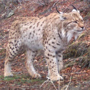 Balkan Lynx