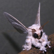 Poodle Moth