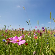 Learn to Recognize Wild Plants