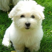 Coton De Tulear