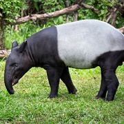 Malayan Tapir