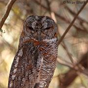 Mottled Wood Owl