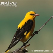 Golden Oriole