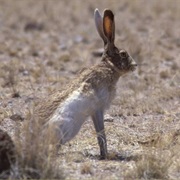 White-Sided Jackrabbit