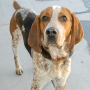 English Coonhound