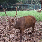 Bawean Deer