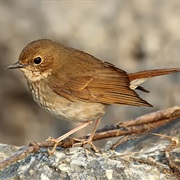 Rufous-Tailed Robin