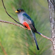 Hispaniolan Trogon (Haiti)