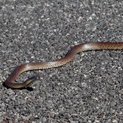 Western Brown Snake