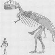 Tyrannosaurus Rex Named (1905)