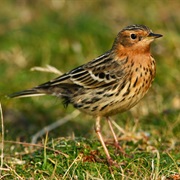 Red-Throated Pipit