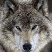 Timber Wolf