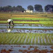 Rice Paddy