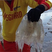 Box Jelly Fish