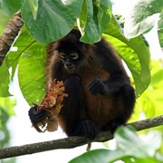 Nicaraguan Spider Monkey