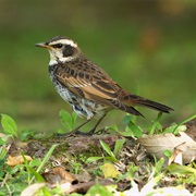 Dusky Thrush