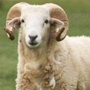 Domestic Sheep