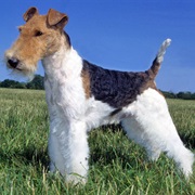 Wire Fox Terrier