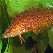 Giant Kelpfish (Aka: Iodine Fish, Butterfish, Kelp Blenny)