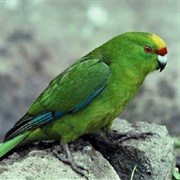 Chatham Parakeet