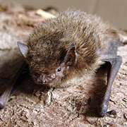 Nathusius&#39;s Pipistrelle