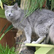 Nebelung