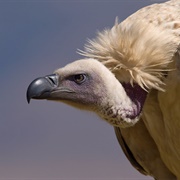 Cape Vulture