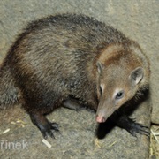 Long-Nosed Mongoose