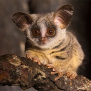 Rondo Dwarf Galago